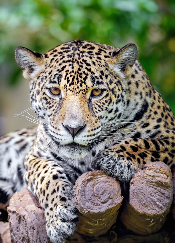 fasts about belize zoo