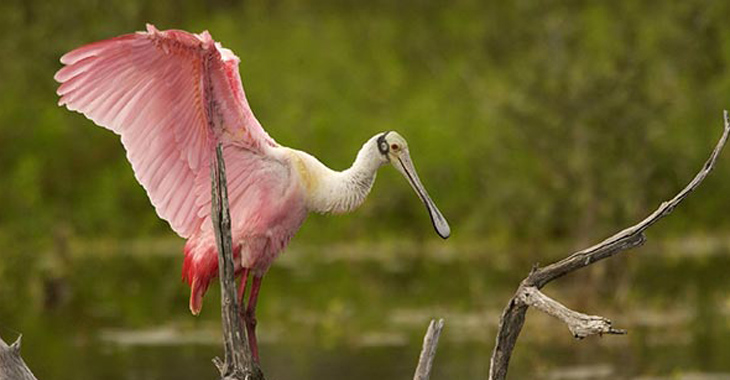 belize crooked tree wildlife sanctuary