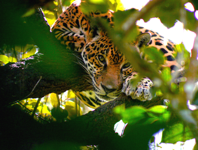 Jaguar