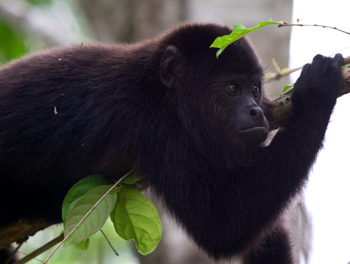 Monkey (2)