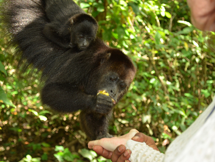 Monkey