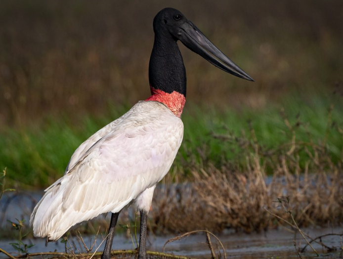 Stork