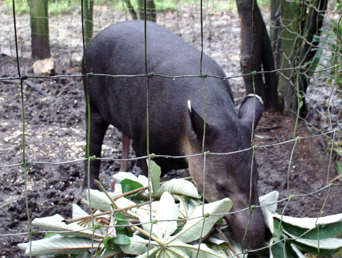Tapir